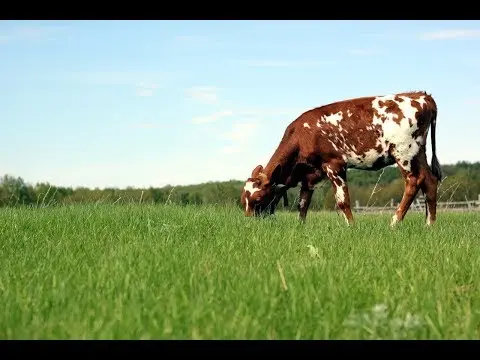 Breeding Ayrshire breed of cows