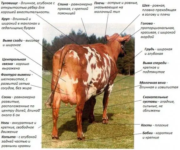 Breeding Ayrshire breed of cows