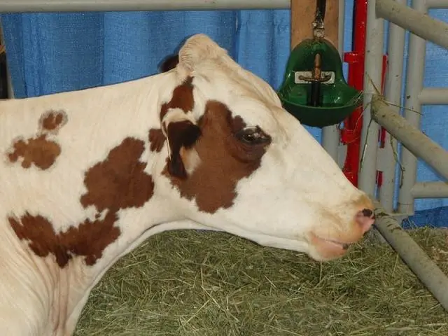 Breeding Ayrshire breed of cows