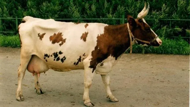 Breeding Ayrshire breed of cows