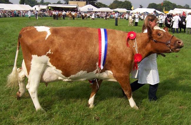 Breeding Ayrshire breed of cows