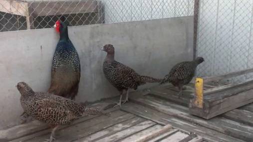 Breeding, feeding, incubation of pheasants at home for beginners