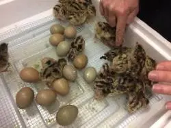 Breeding, feeding, incubation of pheasants at home for beginners