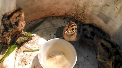 Breeding, feeding, incubation of pheasants at home for beginners