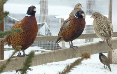 Breeding, feeding, incubation of pheasants at home for beginners