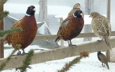 Breeding, feeding, incubation of pheasants at home for beginners