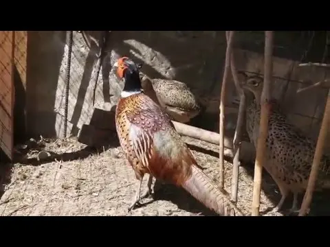 Breeding, feeding, incubation of pheasants at home for beginners