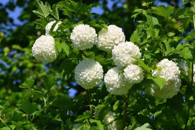 Breeding methods viburnum bulldenezh