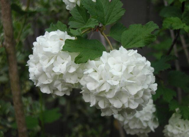 Breeding methods viburnum bulldenezh