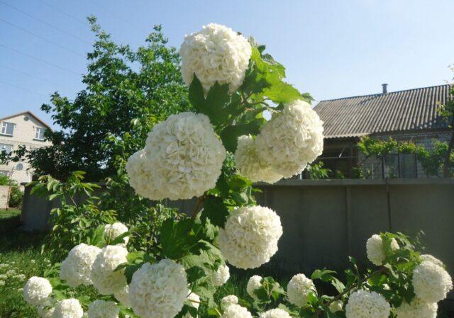 Breeding methods viburnum bulldenezh