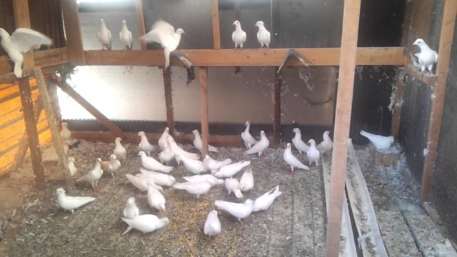 Breeding pigeons at home for beginners