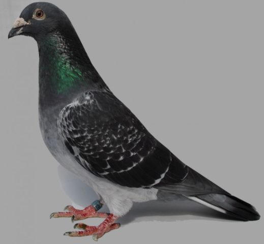 Breeding pigeons at home for beginners