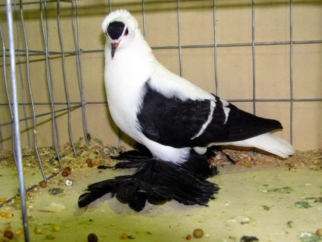 Breeding pigeons at home for beginners