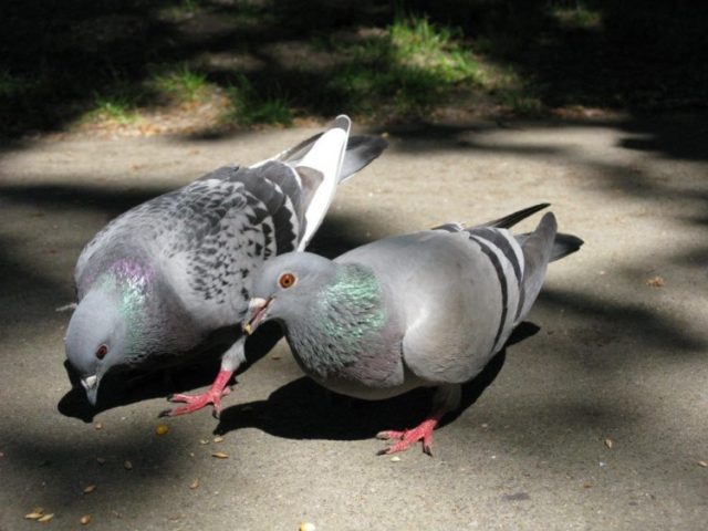 Breeding pigeons at home for beginners