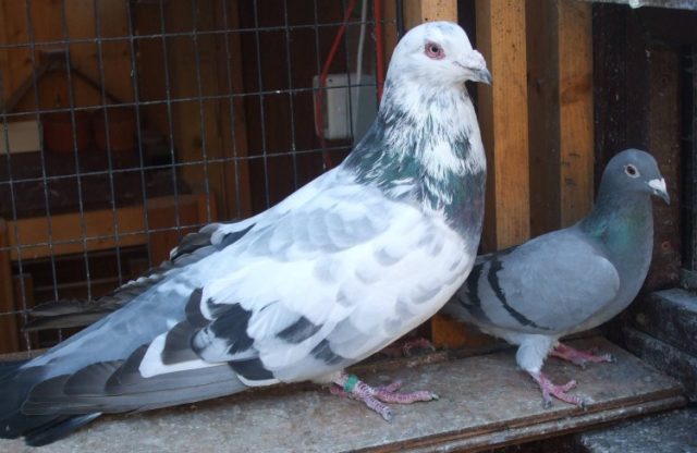 Breeding pigeons at home for beginners