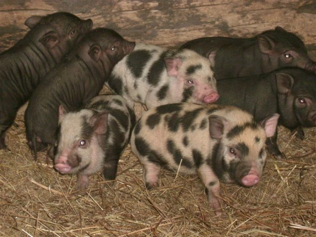 Breeding pigs for beginners