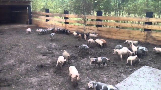 Breeding pigs for beginners