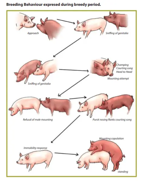 Breeding pigs for beginners