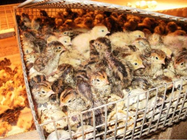 Breeding quails in an incubator at home 