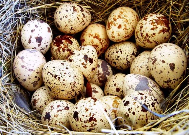 Breeding quails in an incubator at home 