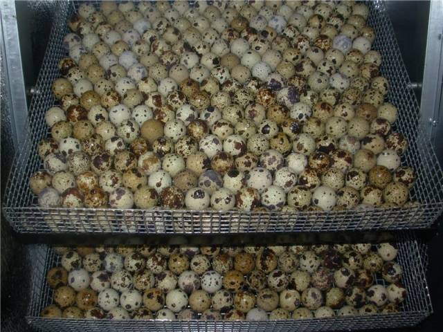 Breeding quails in an incubator at home 