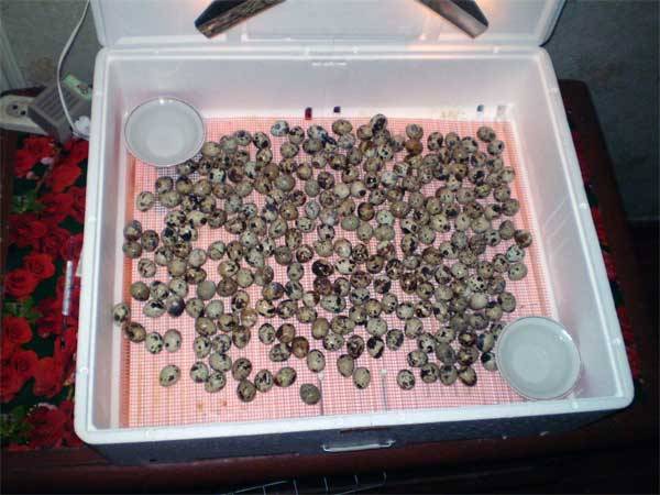 Breeding quails in an incubator at home 