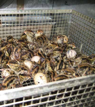 Breeding quails in an incubator at home 