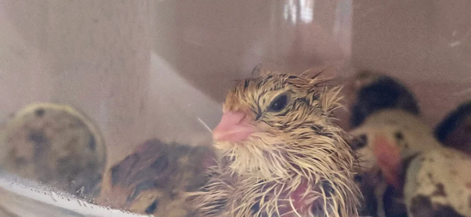 Breeding quails in an incubator at home 