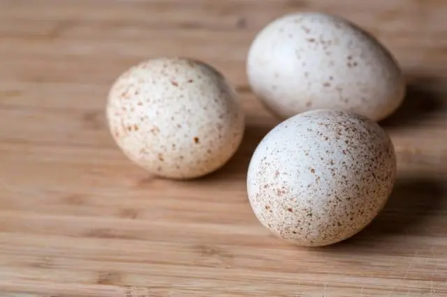 Breeding turkeys in an incubator at home 