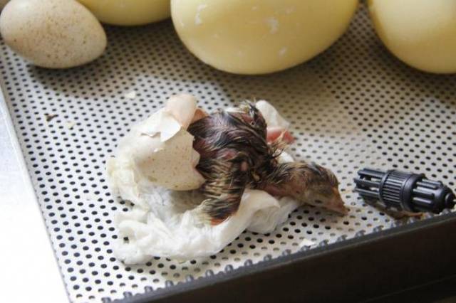 Breeding turkeys in an incubator at home 