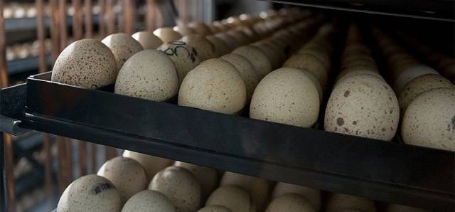 Breeding turkeys in an incubator at home 