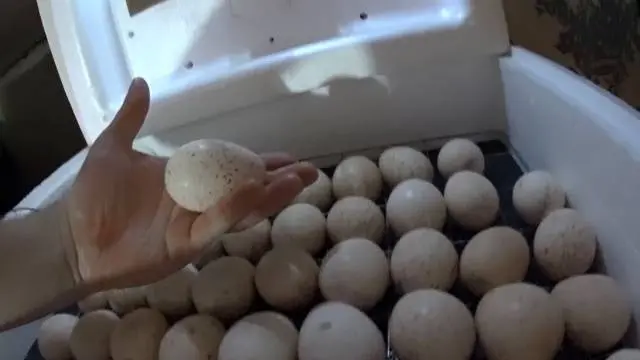 Breeding turkeys in an incubator at home 