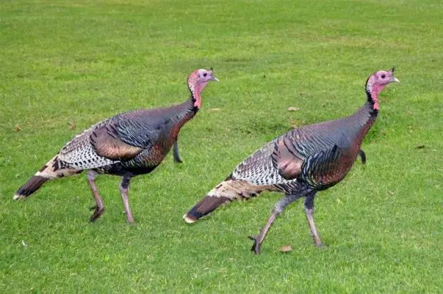 Breeding turkeys in an incubator at home 