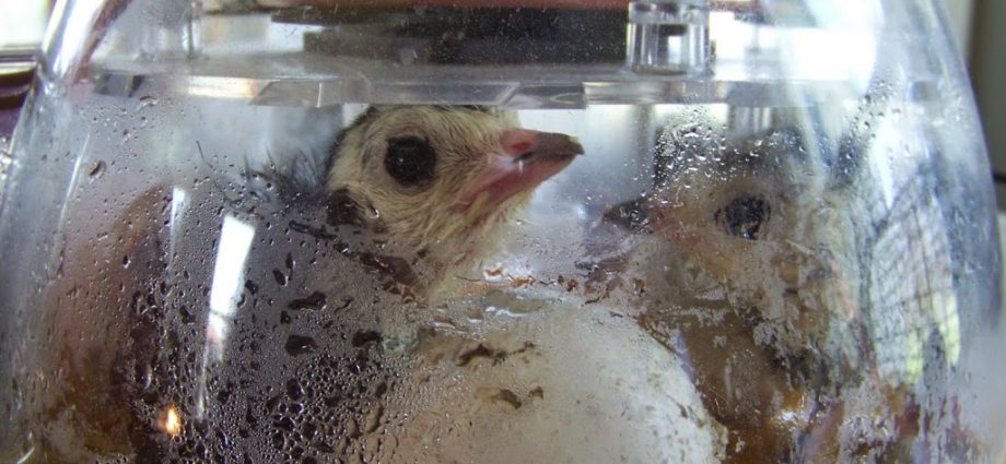 Breeding turkeys in an incubator at home 