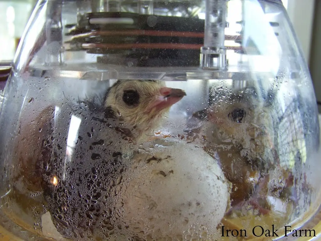 Breeding turkeys in an incubator at home 