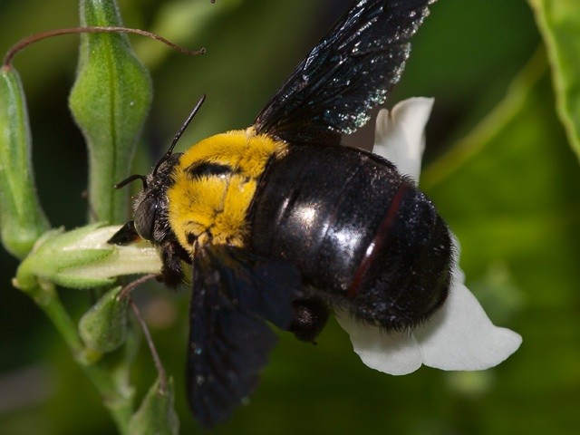 Breeds of bees