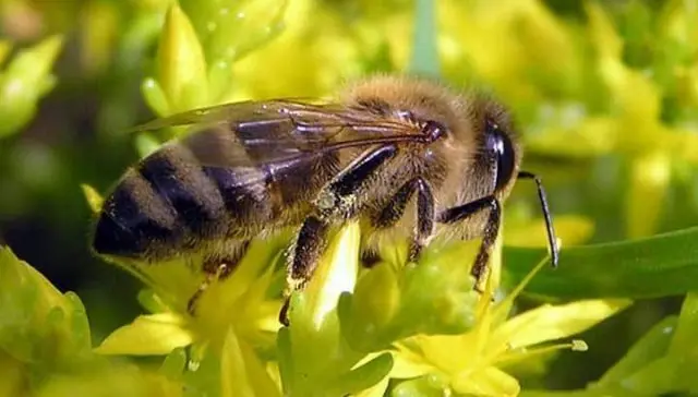 Breeds of bees