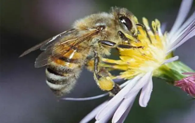 Breeds of bees