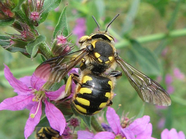 Breeds of bees