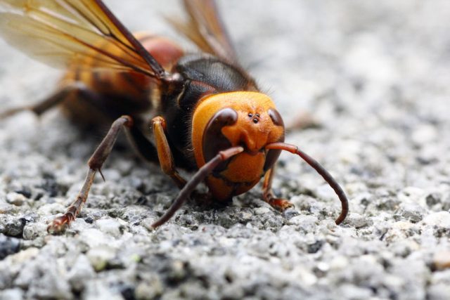 Breeds of bees