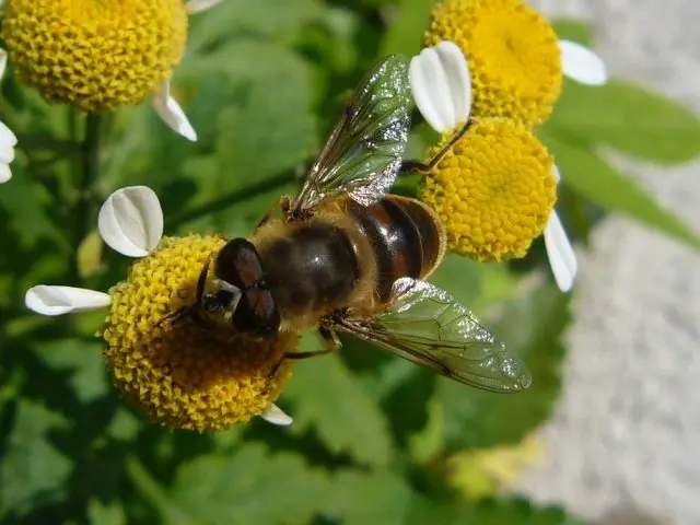 Breeds of bees