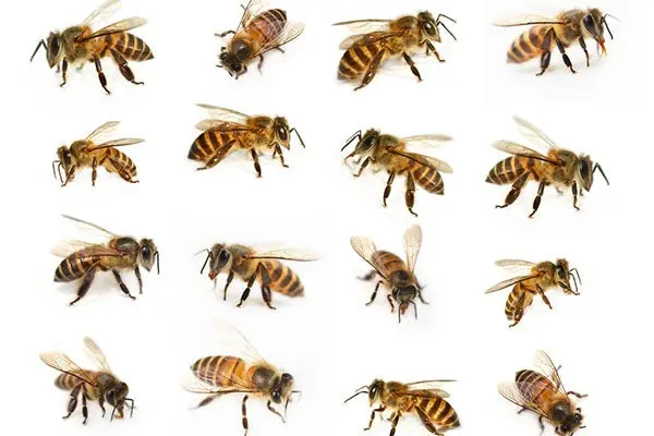 Breeds of bees