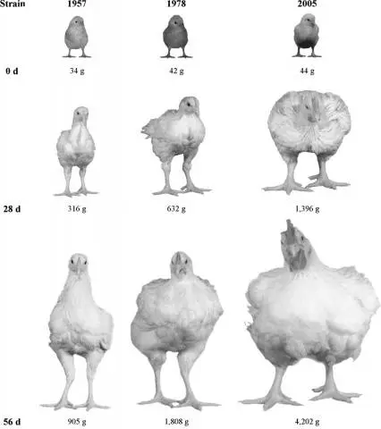 Breeds of broiler chickens with photos and descriptions