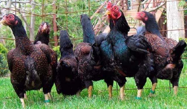 Breeds of broiler chickens with photos and descriptions