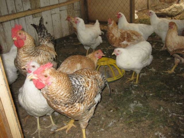 Breeds of broiler chickens with photos and descriptions