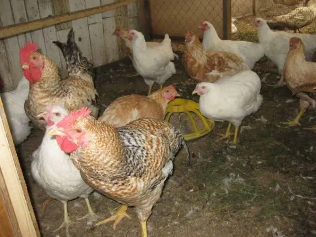 Breeds of broiler chickens with photos and descriptions