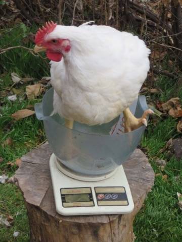 Breeds of broiler chickens with photos and descriptions