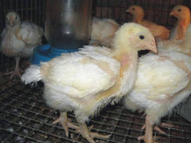 Breeds of broiler chickens with photos and descriptions