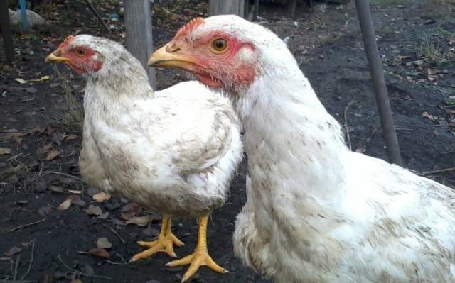 Breeds of broiler chickens with photos and descriptions