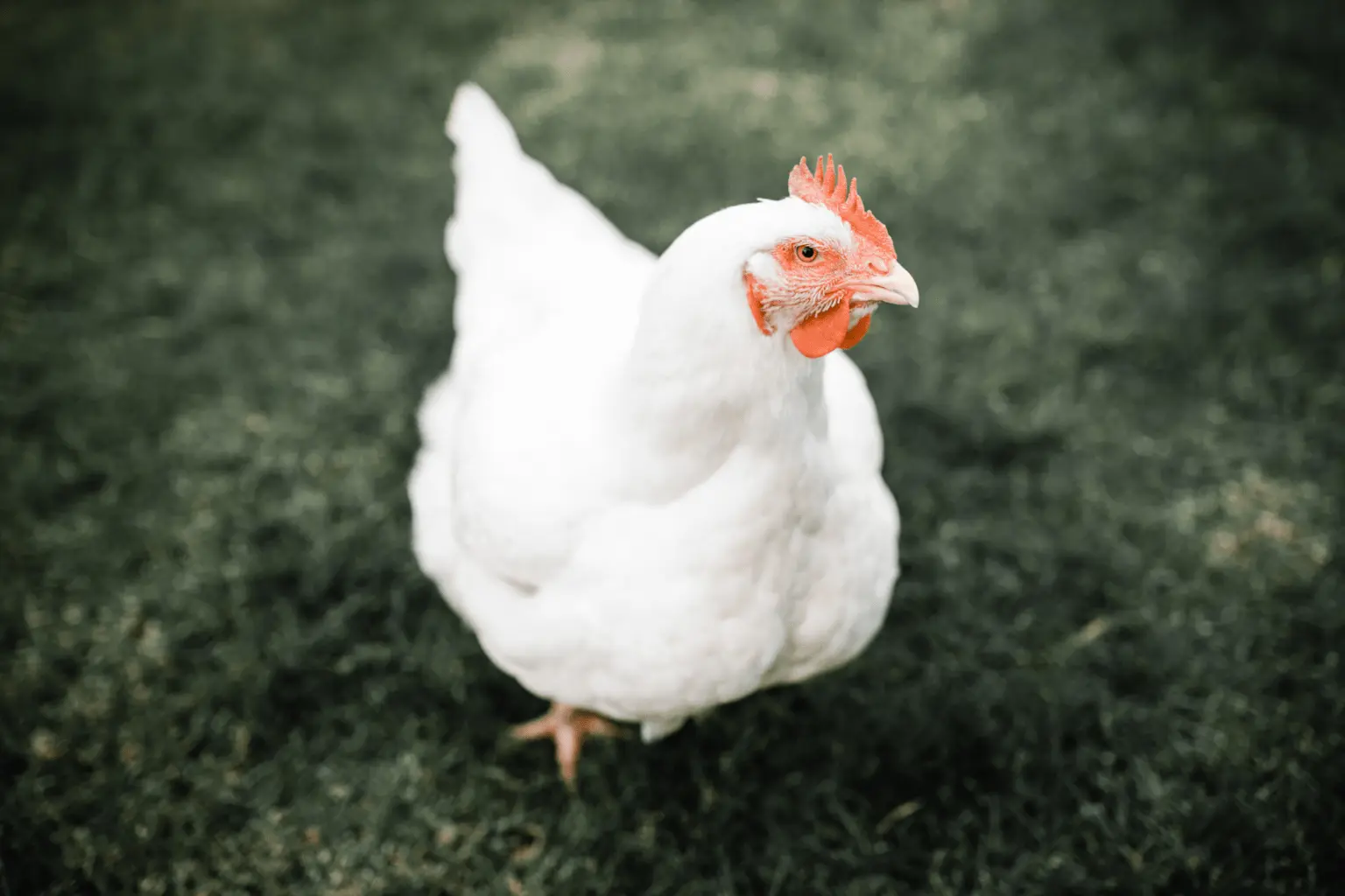 Breeds of broiler chickens with photos and descriptions